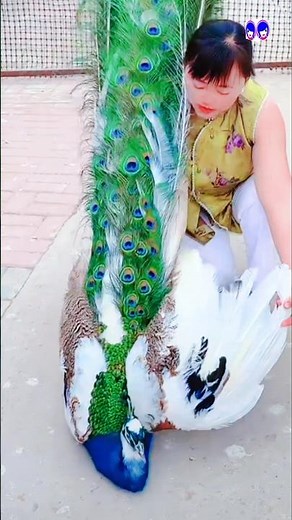 Amazing Beauty of Peacock