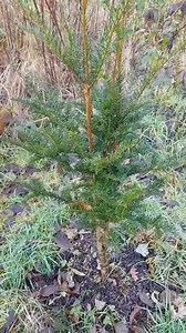1K views · 92 reactions | The Emerald Isles native evergreens, Juniper - Strawberry tree aka arbutus unedo - Yew - and Holly! All thriving and phantom planted at the HQ! | The Phantom Planter | Facebook