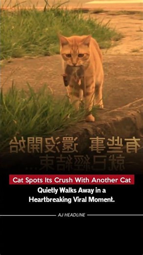 Love Hurts! Cat's Reaction Wins Hearts Online