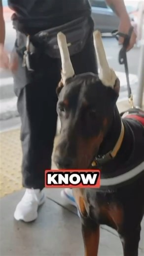 3.7K views · 39 reactions | To find a top stud may take you going through a few dogs. #dog #doberman | European Doberman Stud | Facebook