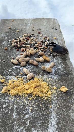 We named this red breasted nuthatch Spidey Bird 🤪 #birds #birdwatching #birdfeeder #bird #nature
