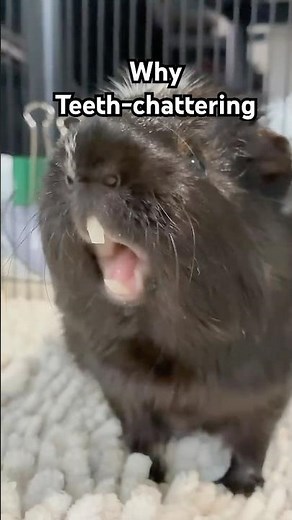 ❗️Sign of aggression-Guinea pig teeth chattering at a new guinea pig #guineapig#animals#pets