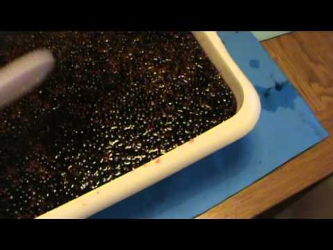 Making Elderberry Wine