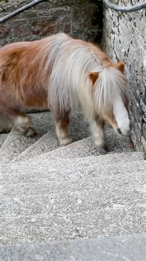 65K views · 1.7K reactions | Albert thought it was a gentle snow day…..Ernie on the other hand thought it was a tactical strike  #snowmachine #snowfun #christmasfun #horsemanship #equestrian #liberty | Emma Massingale | Facebook