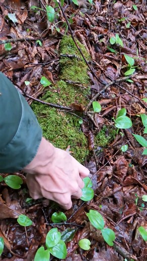 What's under this rock?