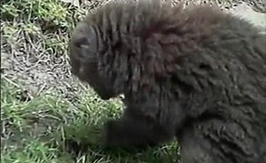 Lemurs of Madagascar