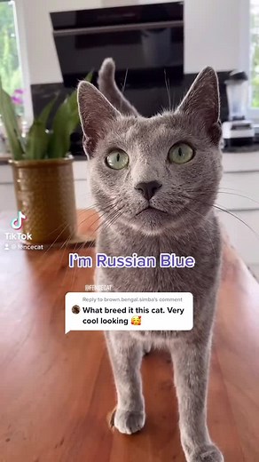What Breed Am I? Identifying a Beautiful Blue Cat