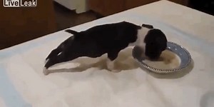 Q: Why Do Puppies Do Handstands While They're Eating?