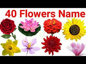 flowers name, 40 flowers name, flowers name with spelling