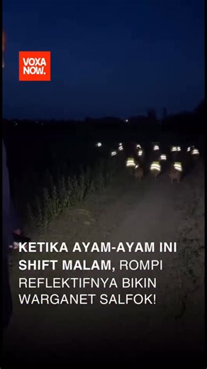 VoxaNOW on Instagram: "A video recorded in New York shows a group of chickens wearing reflective vests that glow in the dark as they walk outside at night. Captured by a content creator, the scene makes the chickens appear as if they are on a night patrol, prompting widespread amusement online. The video sparked humorous comments about “night shifts,” work uniforms, and safety gear, while others questioned whether the clip was AI-generated. Some viewers also noted that chickens are not nocturnal