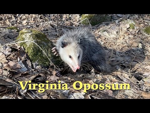Virginia Opossum