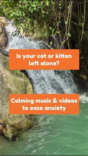 Jungle Waterfall Calm for Cats & Kittens | Relaxing Cat Music Short Video