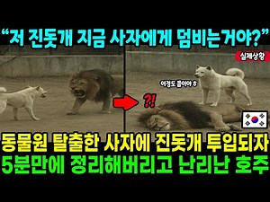 [해외사연] 동물원 탈출한 사자에 진돗개 긴급투입하고 5분만에 정리해버리자 난리난 호주 현지