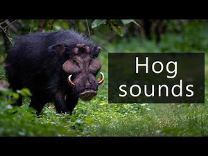 The curious sounds of the Giant forest hog