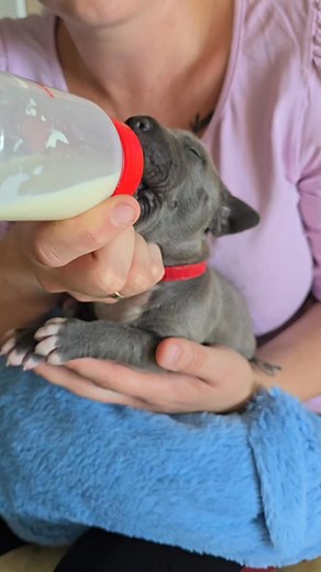 24K views · 495 reactions | ❤️❤️❤️Niektórzy myślą, że życie hodowcy jest takie proste, ale tak nie jest. Są naprawdę momenty ciężkie, w których pomagamy mamą jak tylko możemy aby kluseczki były najedzone, a mamusie odciążone i miały choć trochę spokoju i odpoczynku.❤️❤️❤️ | My friend forever - American Staffordshire Terrier amstaff | Facebook