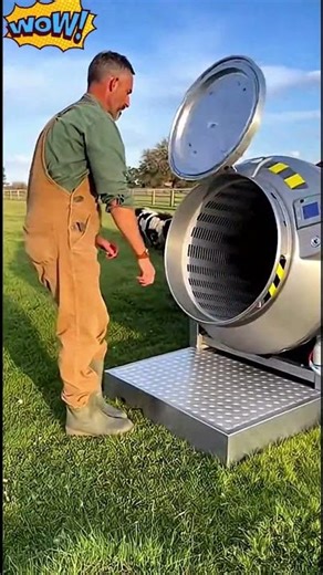 Quick shearing process of hair off a pig