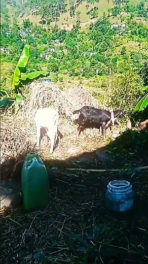 hello hello bolo kon