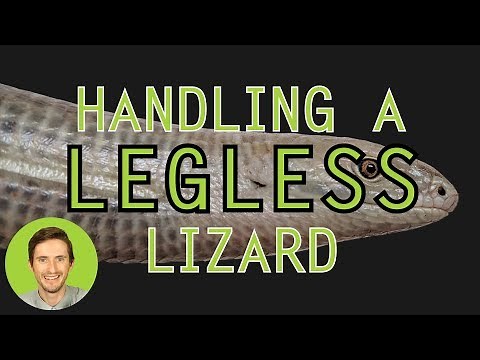 How to Handle a Legless Lizard