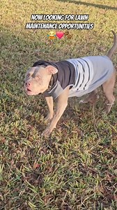 4.2K views · 285 reactions | Nova Looking For Part Time Employment ❤️ | Linda Sanders | Facebook