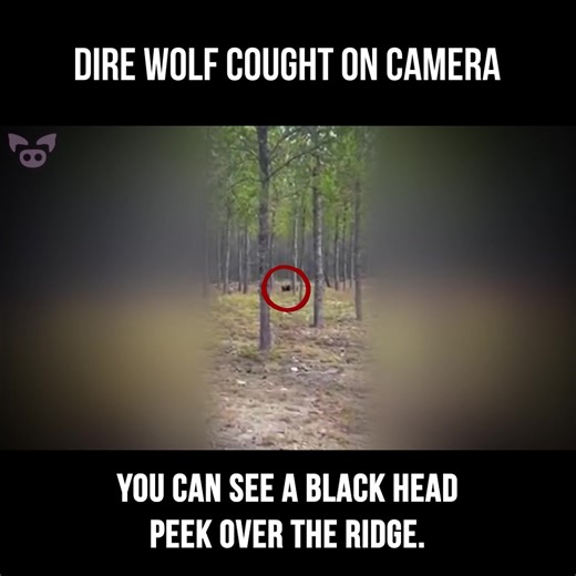 Encounter with a Dire Wolf in Northern Saskatchewan