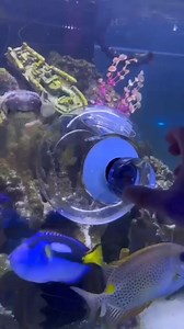 Fish got scammed 😂🐠 | Intfactsworld - Intelligent Facts world