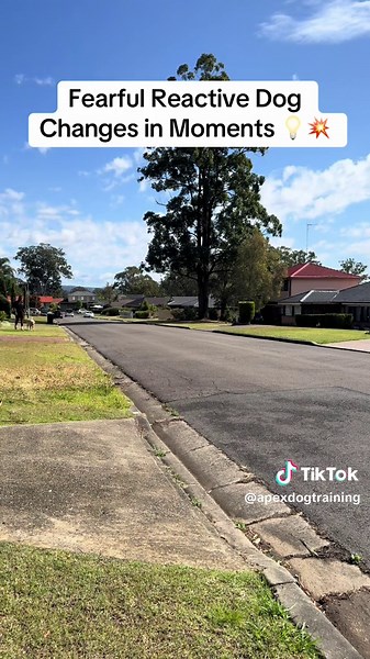 Effective Reactive Dog Training with German Shepherd