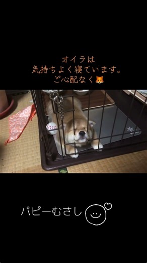 可愛いパピー期の柴犬むさし #shortvideo #shibainu #柴犬 #パピー