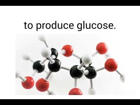 PHOTOSYNTHESIS: GRADE 6