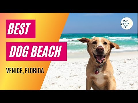 We Found the BEST Dog Beach - Venice, Florida