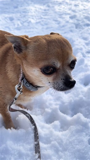 Chihuahuas Playing in the Snow: Adorable Pet Moments
