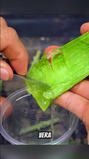 How to grow a Mango Tree WITHOUT seeds 🥭🌱