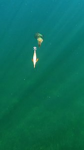 Perfecting the art of catching #calamari without catching the calamari 😂🦑 Rod - @inkusquidtackle egi rod Jig - @inku 3.0 flash This squid hit so hard and fast he left a #tenticle #squid #fishing #inku #squidjig #lurefishing | Adrift Fishing