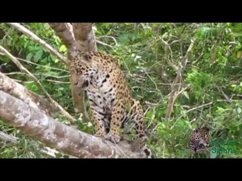 Jaguar climbing in a tree, nothern Pantanal