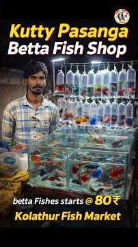 80₹க்கு Betta Fish 😱 Kolathur Fish Market la Oru Super Exclusive Shop!
