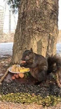Squirrels Eating Like They've Never Eaten #animals #adorable #funny