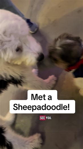 Meeting a Sheepadoodle Puppy: Excitement Unleashed!