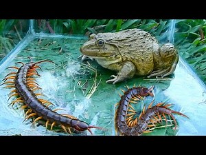 OMG ! Giant centipede Vs bullfrog, What is see? Live feeding