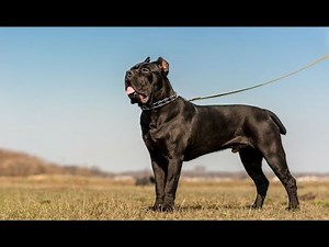 El Cane Corso: El Gigante Protector que Te Sorprenderá