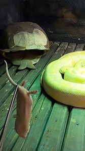 253K views · 1.8K reactions | It's Buttercup's Feeding Time!! #snakes #Burmesepython #albino #reptiles #kampkenan | Kamp Kenan | Facebook
