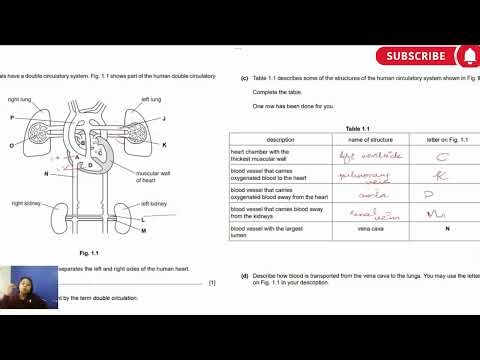 Human Double Circulatory System | Exam-Style Question & Diagram Explanation