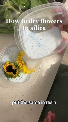 How to dry flowers in silica for resin art #dryflowers #sunflower #resinart #asmr #shorts