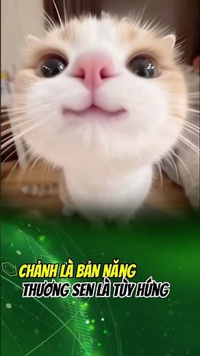 Mấy bả siêu chảnh á #cothebanchuabiet #facts #pets #mèo