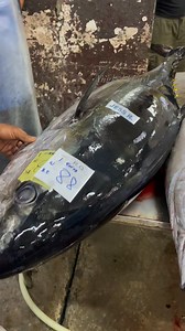 Big eye tuna | Angkol Dard