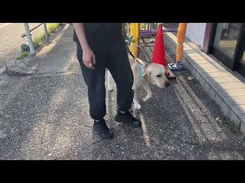 ジャックちゃんのトレーニングの様子 2025.9.6 稲垣