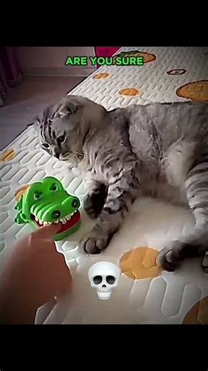 Cats can't reflex 2☠️ ‪@Clicker-boss‬