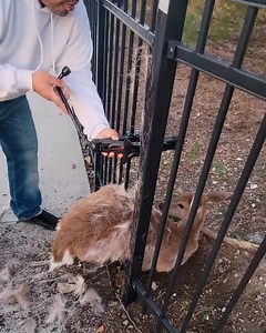 606K views · 10K reactions | Poor fawn stuck in a fence needed a helping hand! 梁 | MetDaan Animals | Facebook