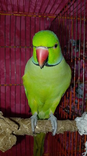 How to Teach Your Parrot to Talk