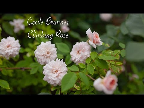 Cecile Brunner Climbing Rose - Year 3