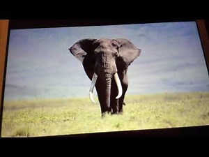 Bridgestone screams bbc animals