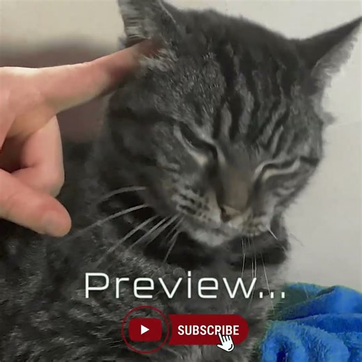 Purring & Ear Cleaning Through Tabby’s Sacred Eyes 😺✨ ASMR